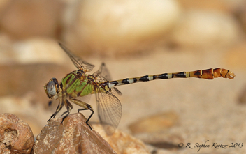 Erpetogomphus designatus, male